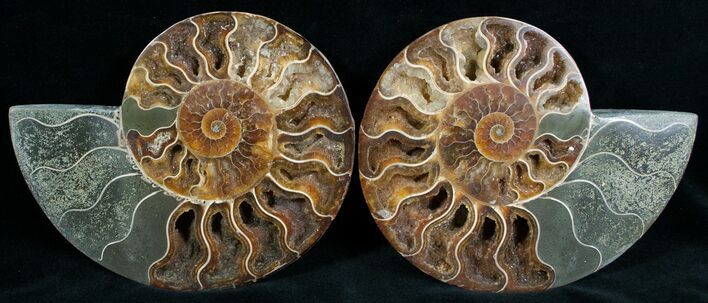 Beautiful / Cut & Polished Ammonite #6875